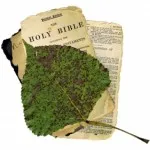 bible-and-leaf-1400814-m