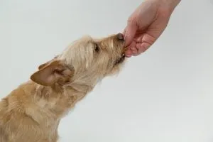 jedzący pies